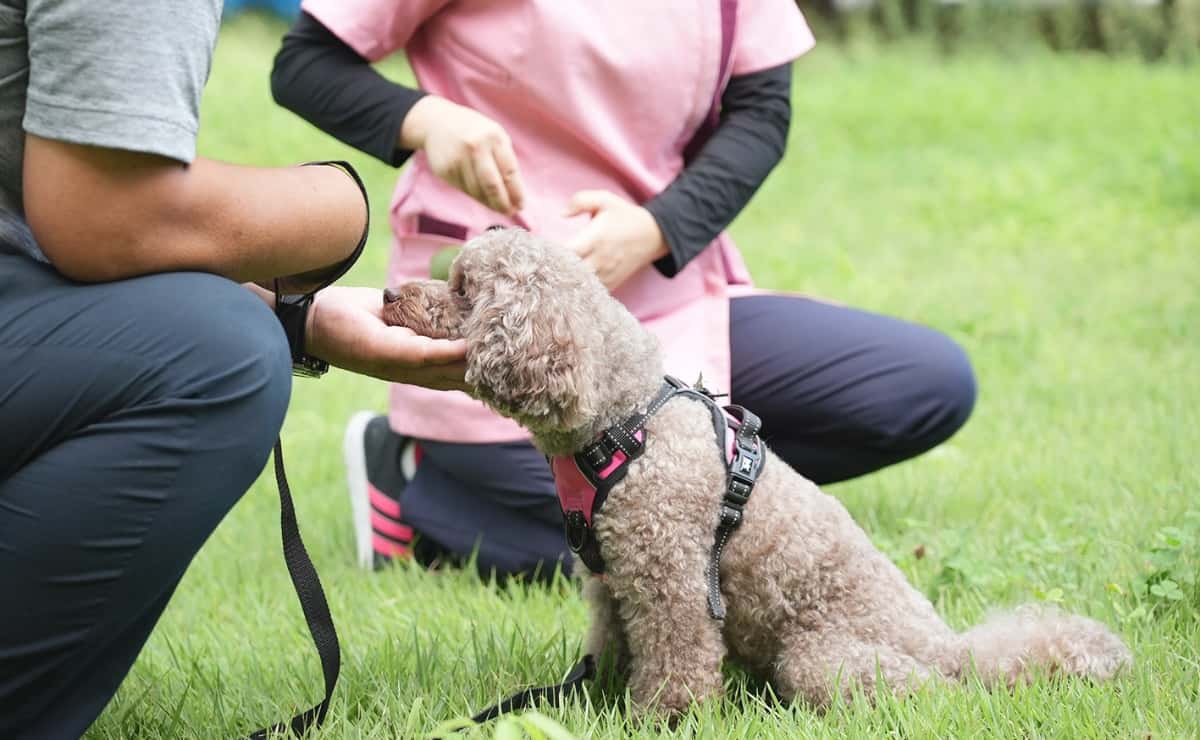 仔犬の社会化期をサポート