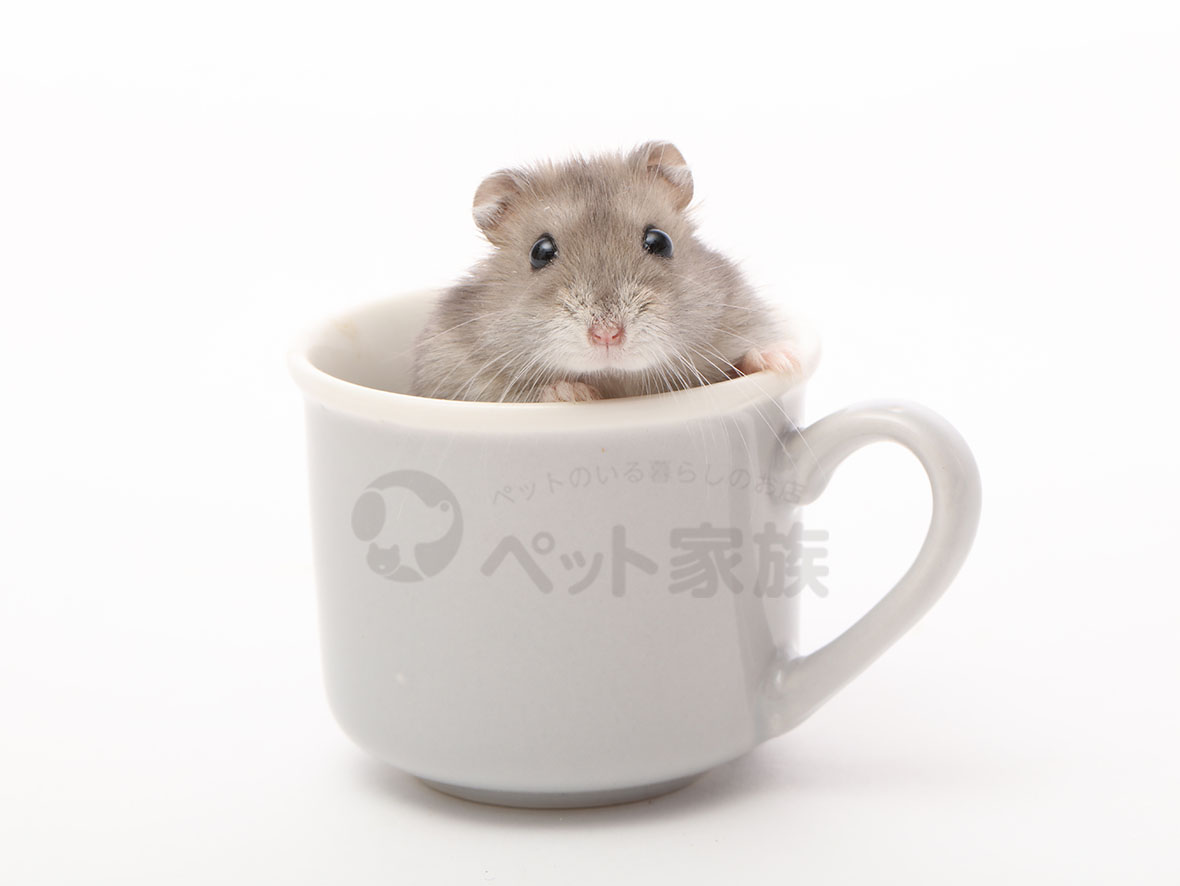 サファイヤブルーハムスター 小動物の紹介 ペット家族 公式サイト サファイヤブルーハムスター 小動物の紹介 ペット家族 公式サイト