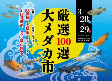 厳選100選　大メダカ市　開催