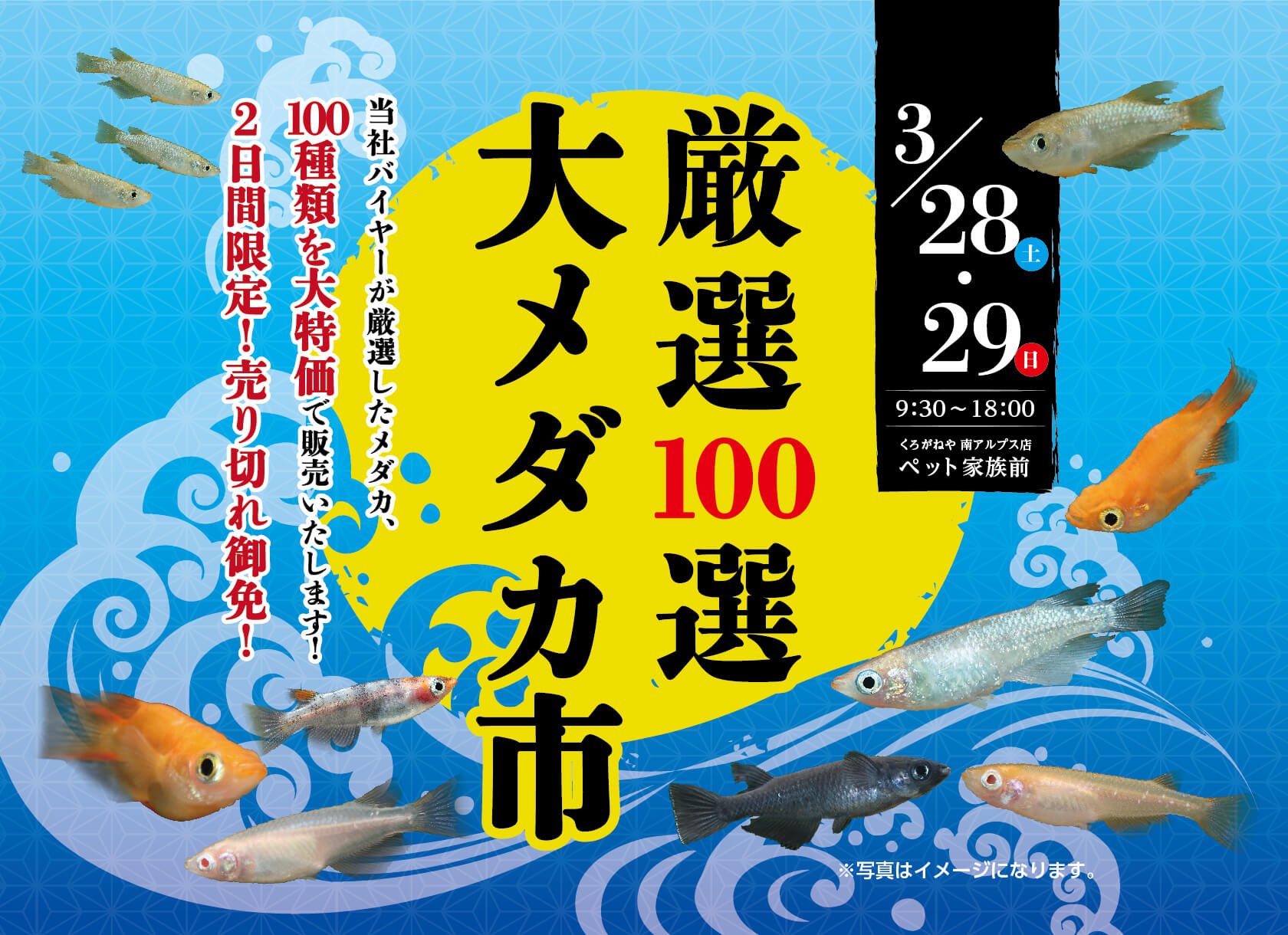 厳選100選　大メダカ市　開催