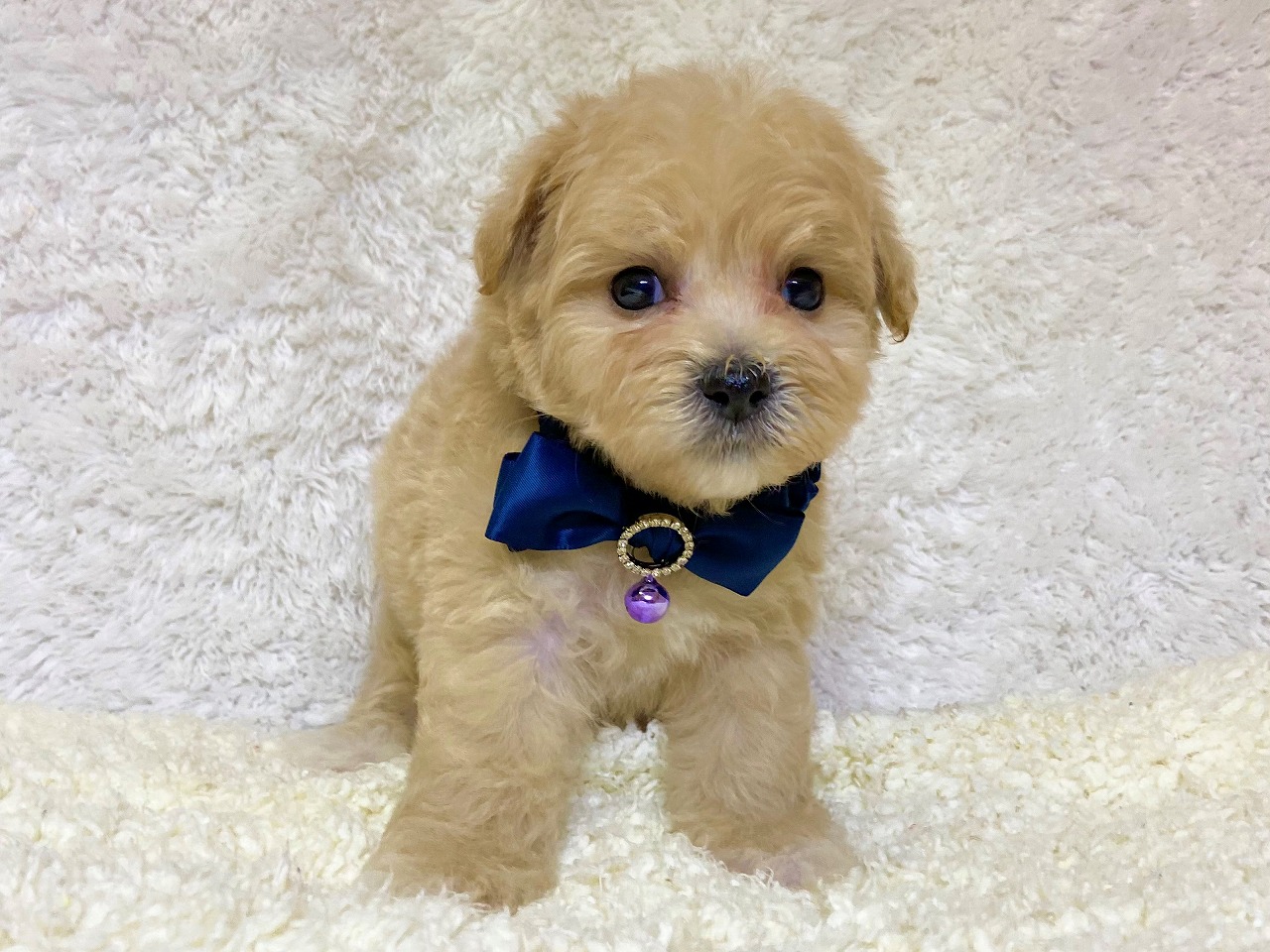 マルチーズ トイプードル 21 3 29現在 わんちゃんの紹介 ペット家族 公式サイト