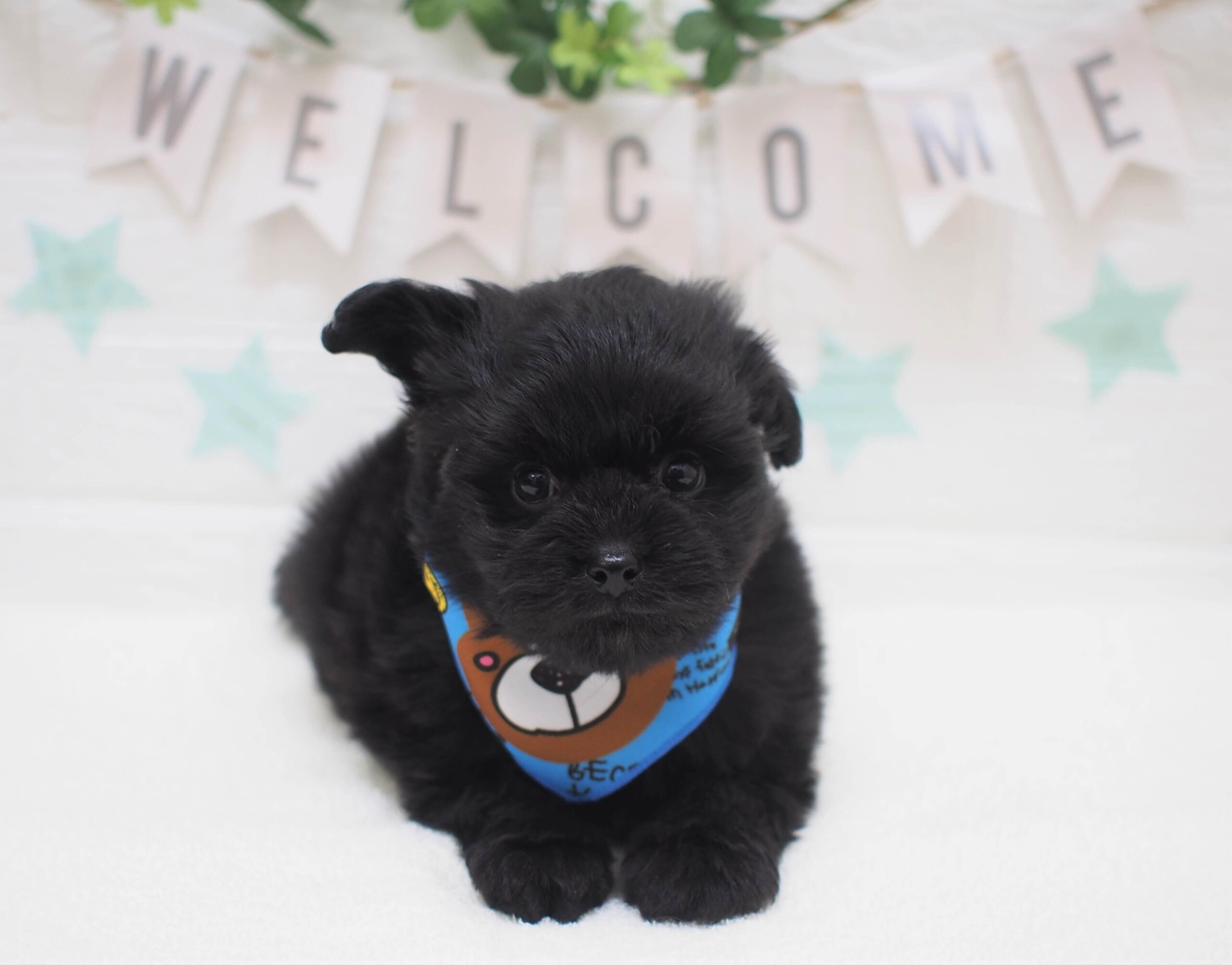 トイプードル ポメラニアン 21 4 10現在 わんちゃんの紹介 ペット家族 公式サイト