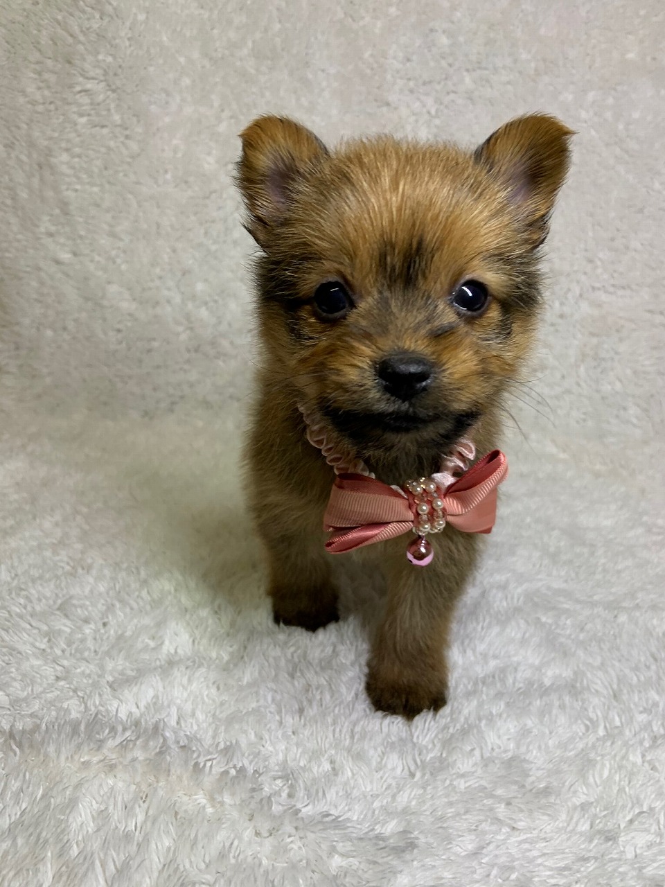 ポメラニアン ヨークシャテリア 21 5 24現在 わんちゃんの紹介 ペット家族 公式サイト ポメラニアン ヨークシャテリア 21 5 24現在 わんちゃんの紹介 ペット家族 公式サイト