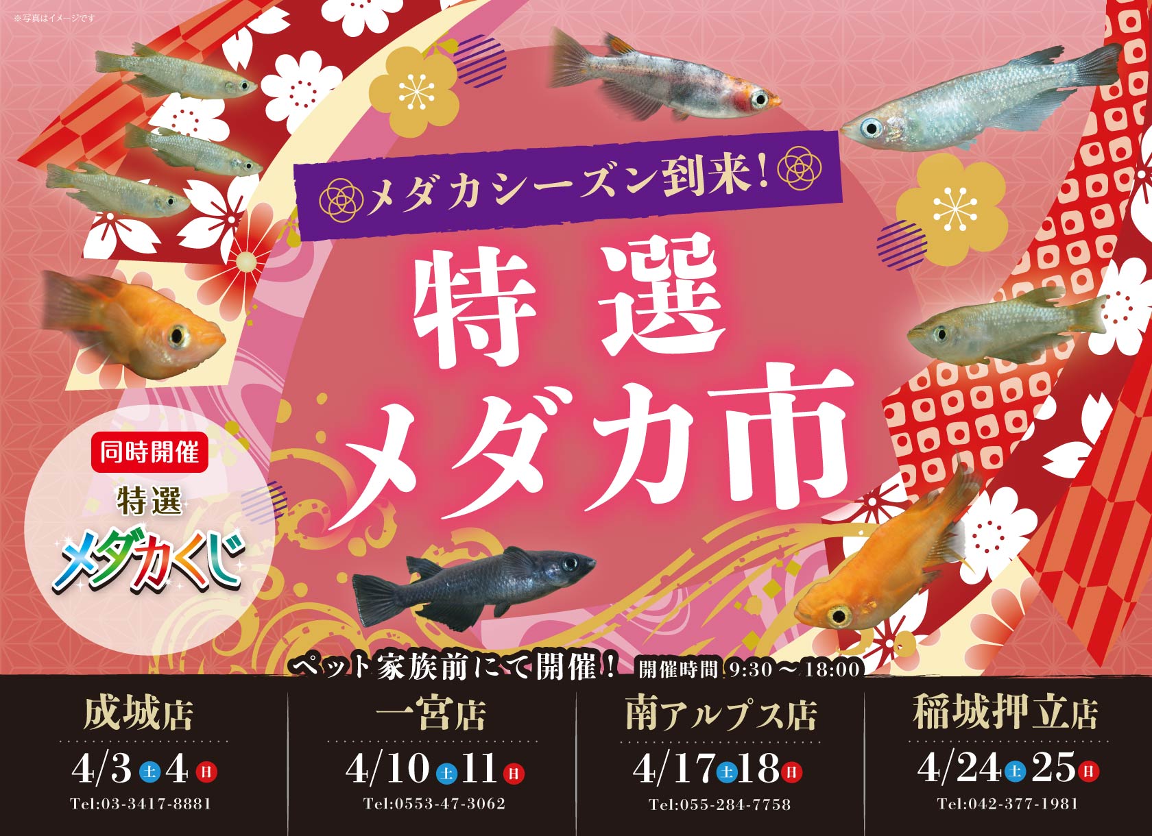 メダカシーズン到来!特選メダカ市!