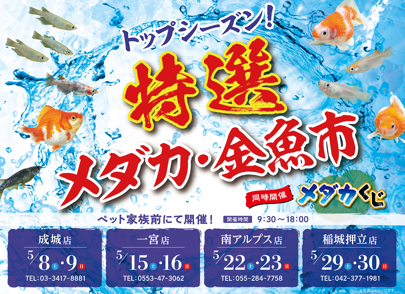 トップシーズン!特選メダカ・金魚市