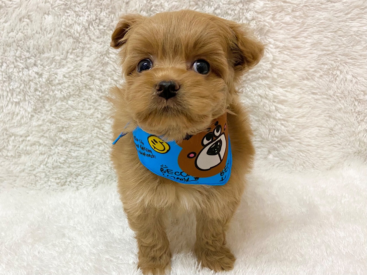 トイプードル ポメラニアン 21 05 10現在 わんちゃんの紹介 ペット家族 公式サイト