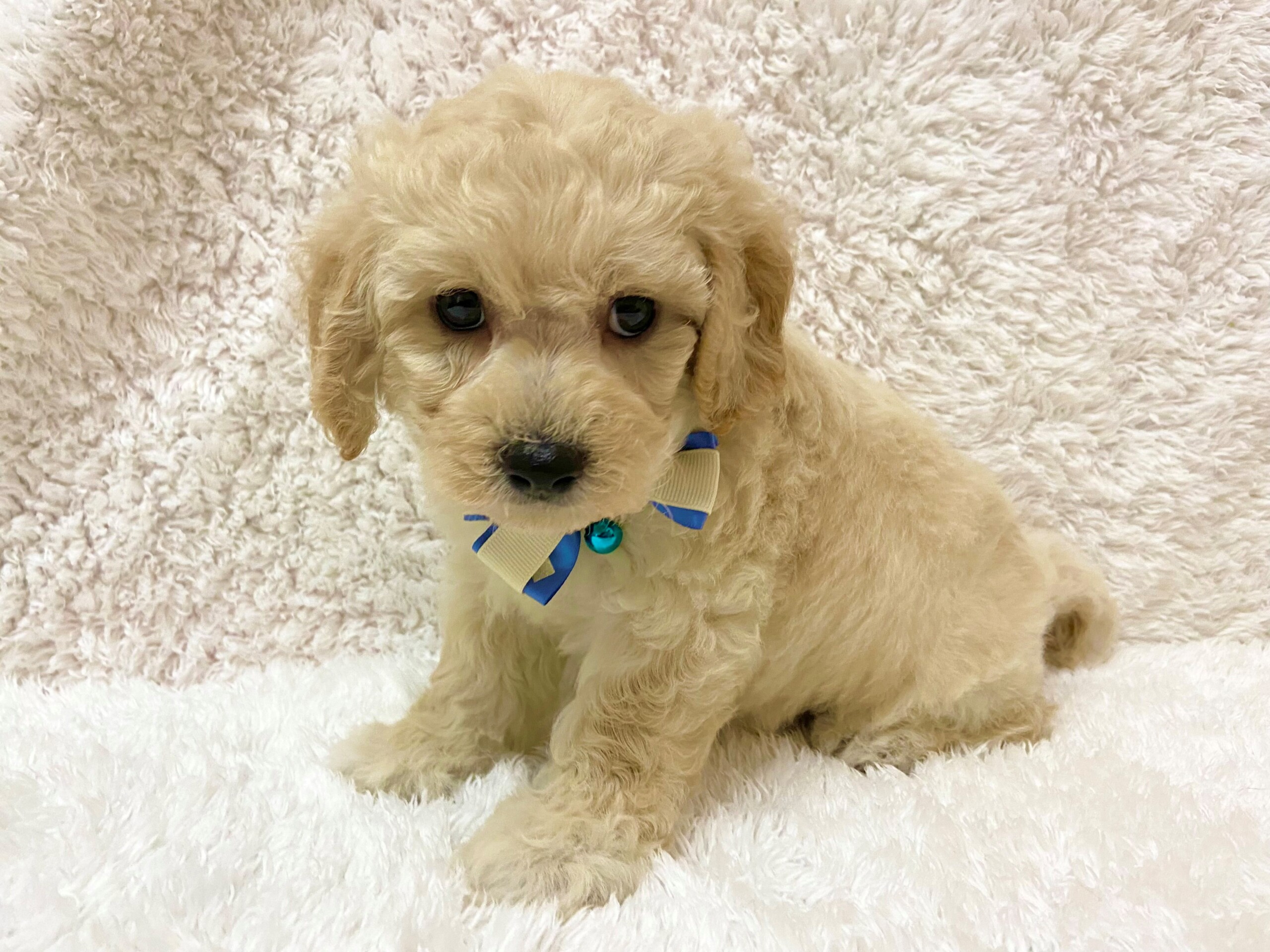 ビションフリーゼ トイプードル 21 06 15現在 わんちゃんの紹介 ペット家族 公式サイト ビションフリーゼ トイプードル 21 06 15現在 わんちゃんの紹介 ペット家族 公式サイト