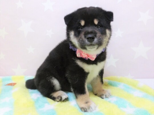 わんちゃんの紹介 ペット家族 公式サイト わんちゃんの紹介 ペット家族 公式サイト