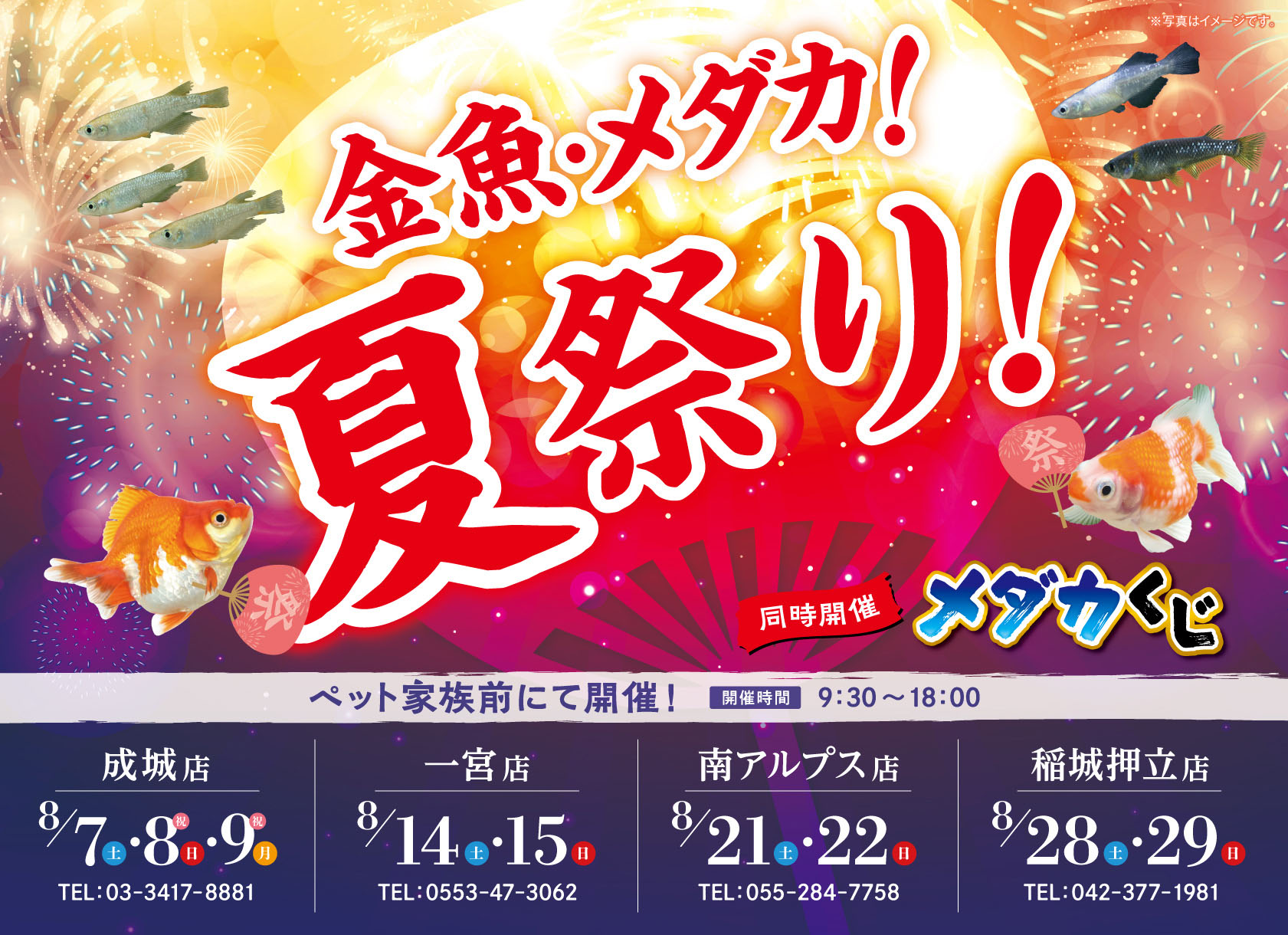 金魚・メダカ!夏祭り!開催!