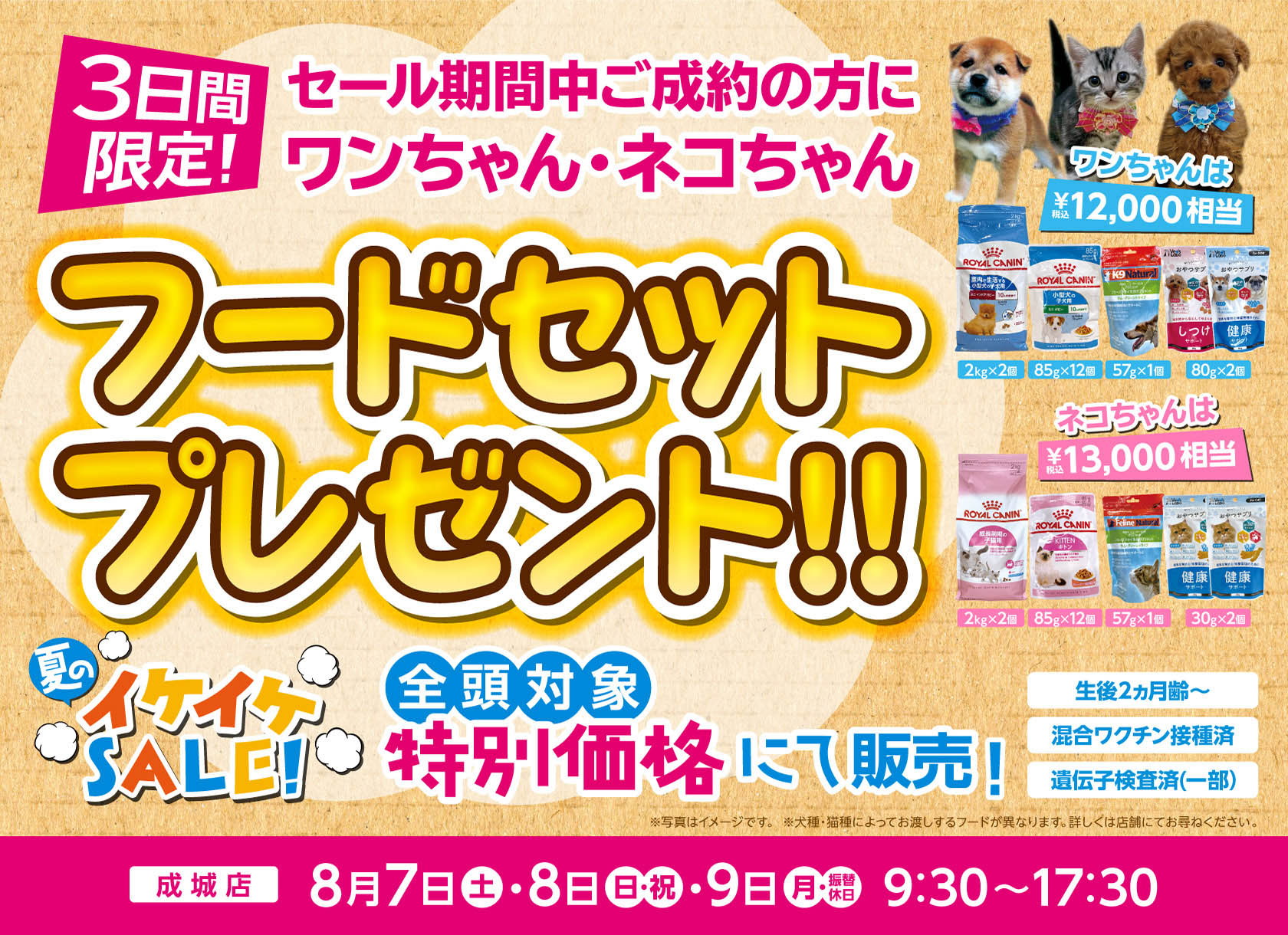 夏のイケイケセール開催!フードセットプレゼント!