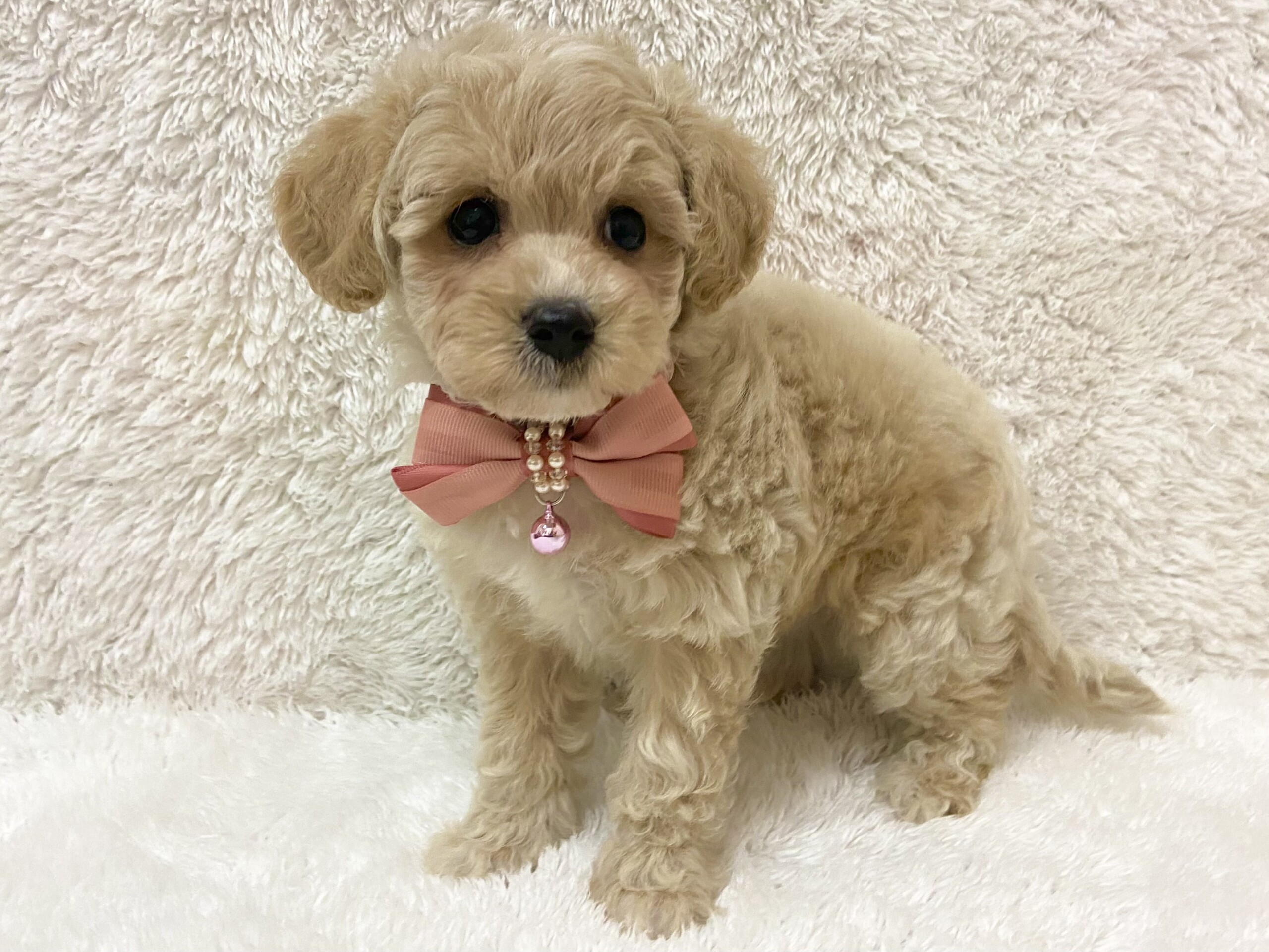 ビションフリーゼ トイプードル 21 08 02現在 わんちゃんの紹介 ペット家族 公式サイト