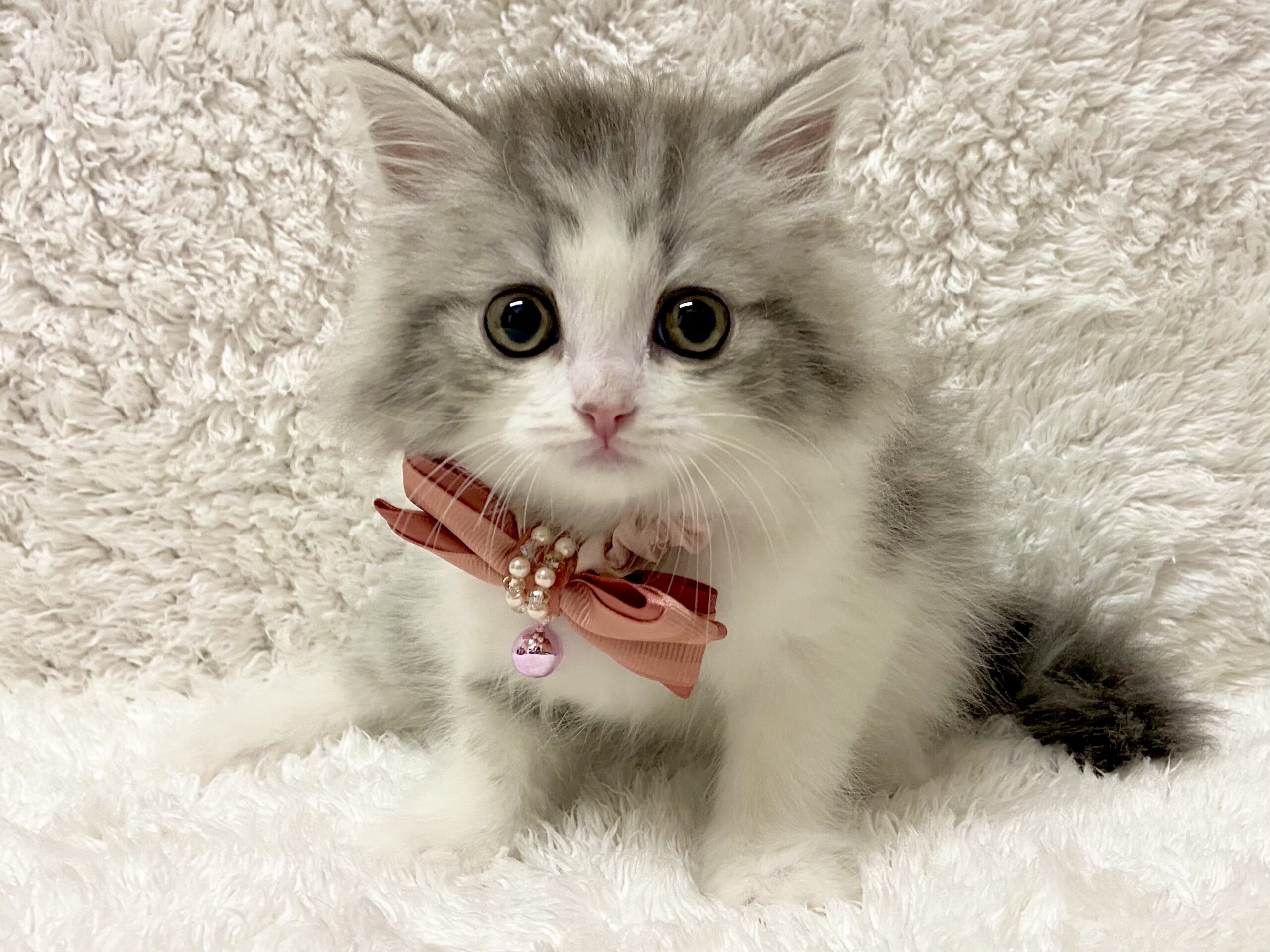 スコティッシュフォールド 21 9 27現在 ねこちゃんの紹介 ペット家族 公式サイト