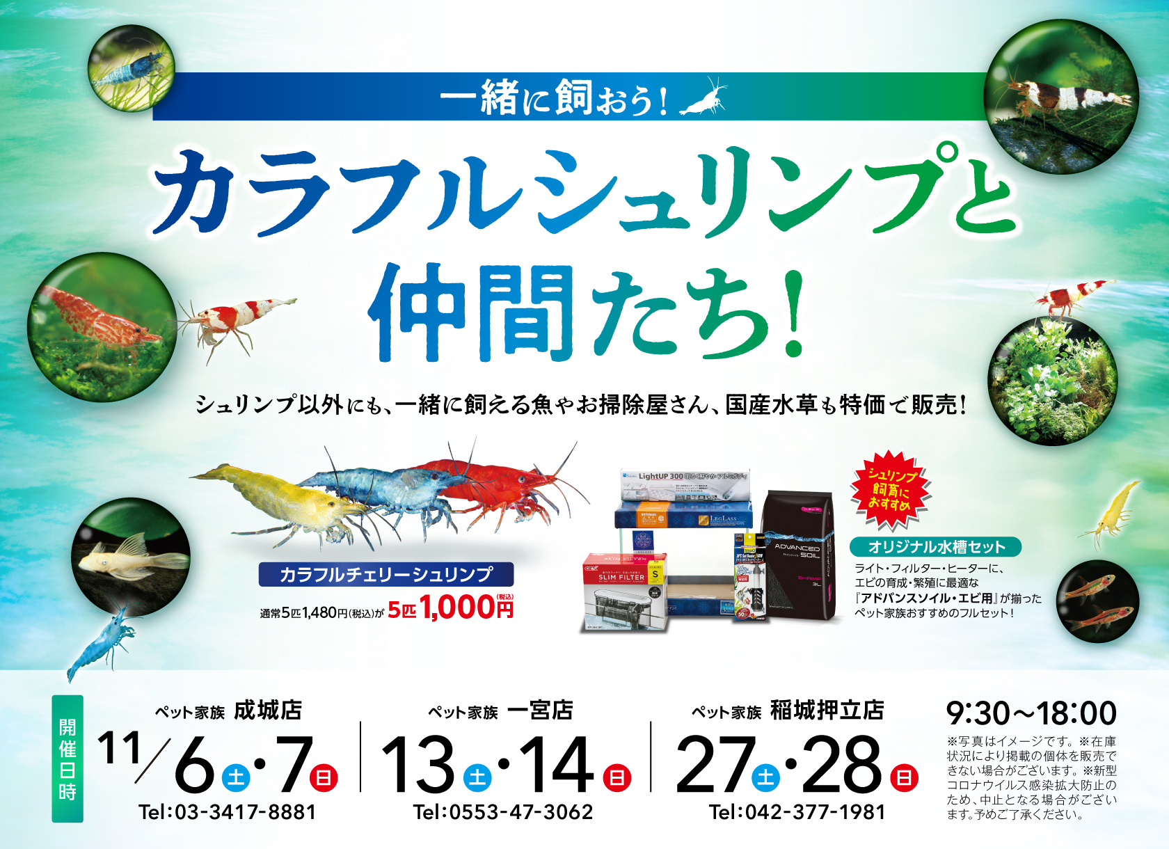 カラフルシュリンプと仲間たち!開催!