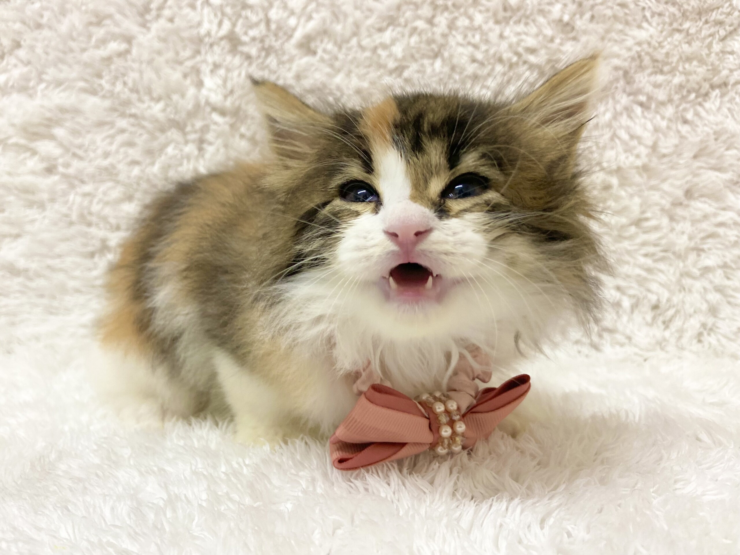 ノルウェージャンフォレストキャット 21 9 現在 ねこちゃんの紹介 ペット家族 公式サイト