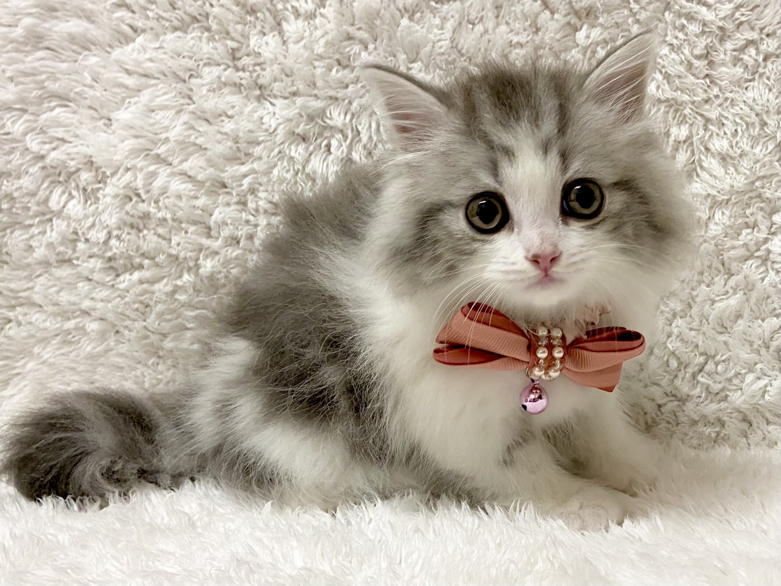 スコティッシュフォールド 21 9 27現在 ねこちゃんの紹介 ペット家族 公式サイト