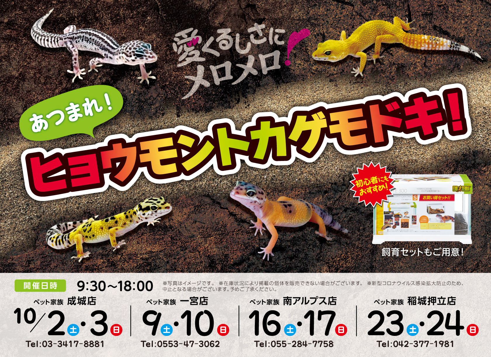 あつまれ!ヒョウモントカゲモドキ!開催!