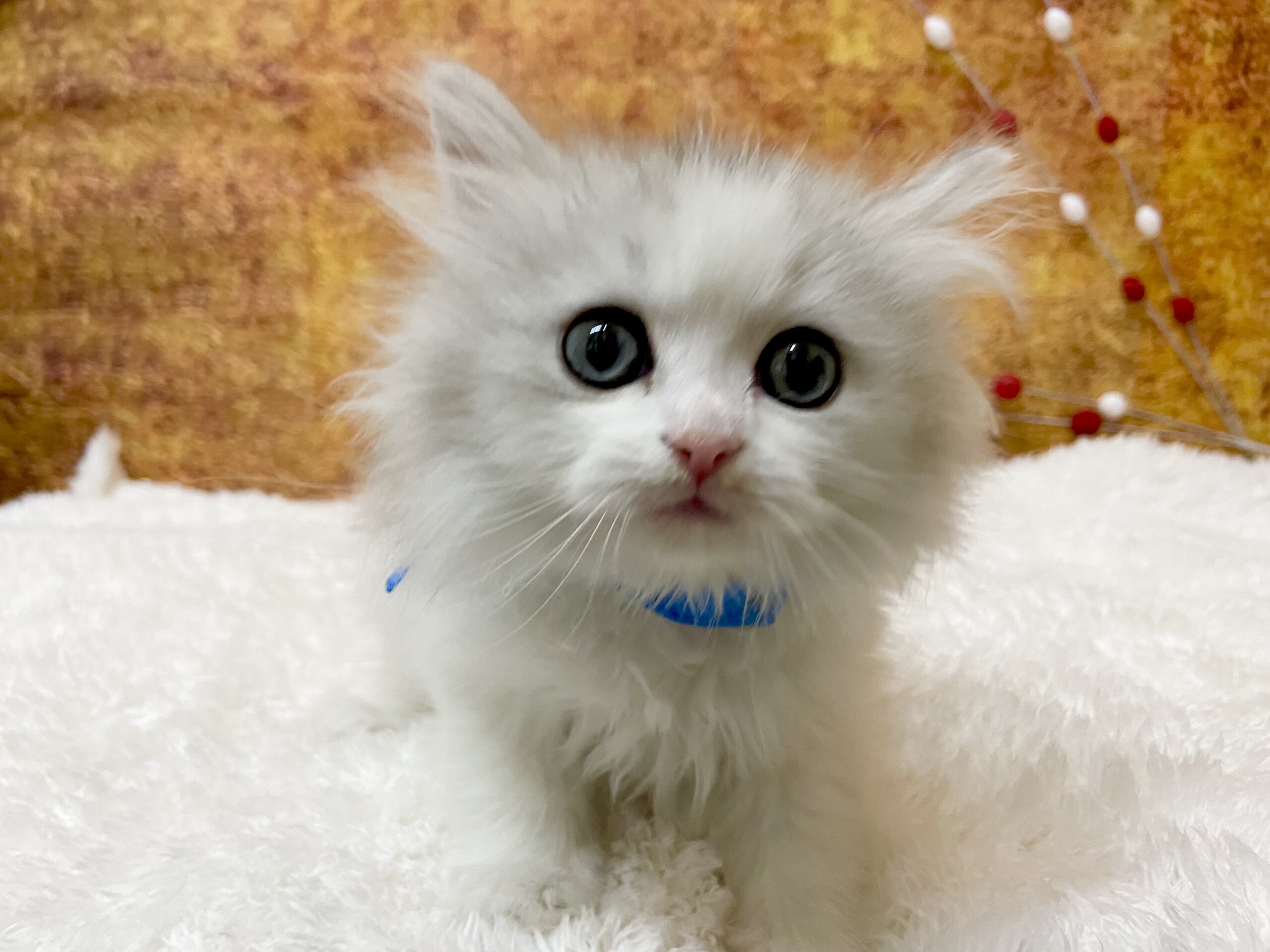 スコティッシュフォールド 22 1 6現在 ねこちゃんの紹介 ペット家族 公式サイト