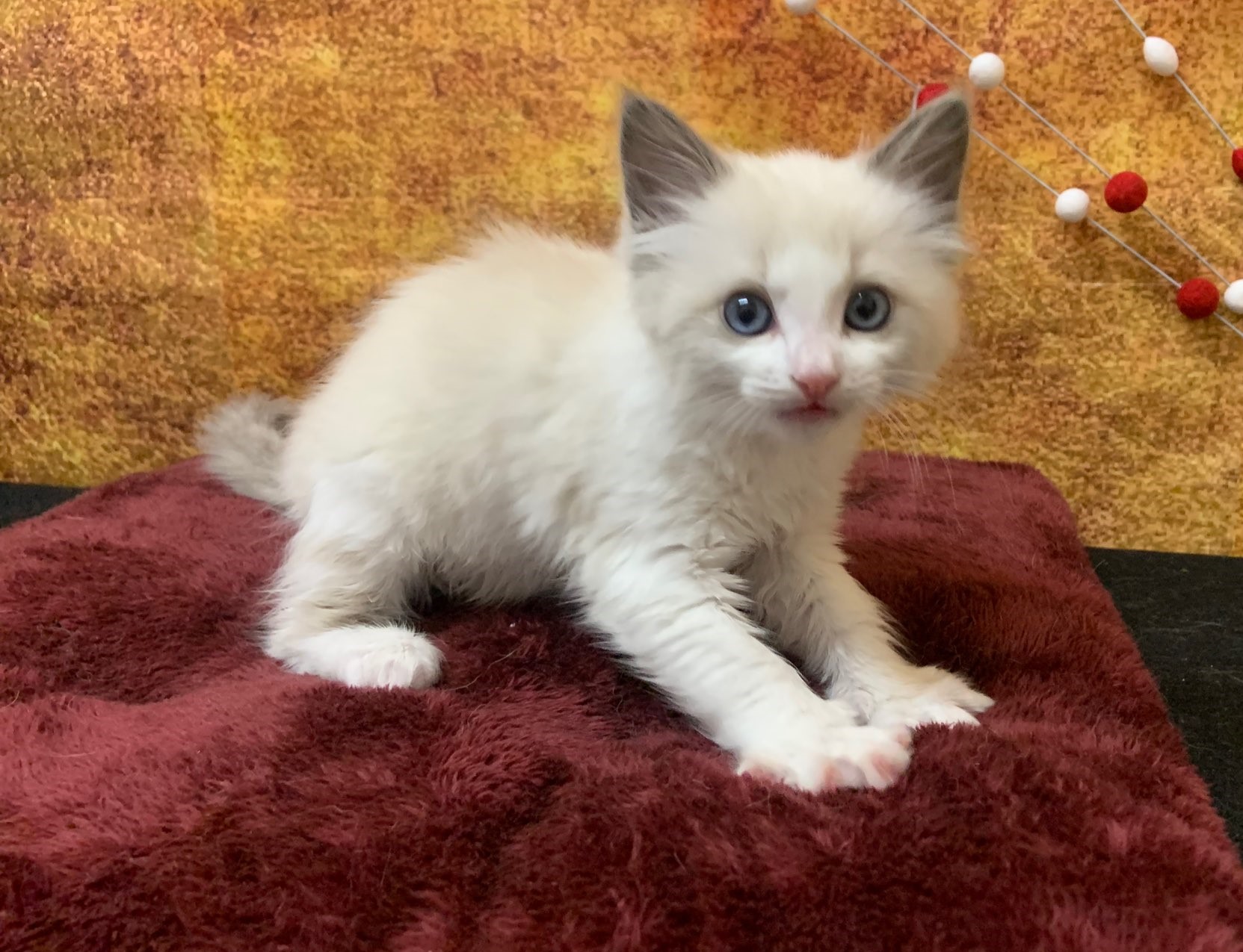 ラグドール 22 1 11現在 ねこちゃんの紹介 ペット家族 公式サイト