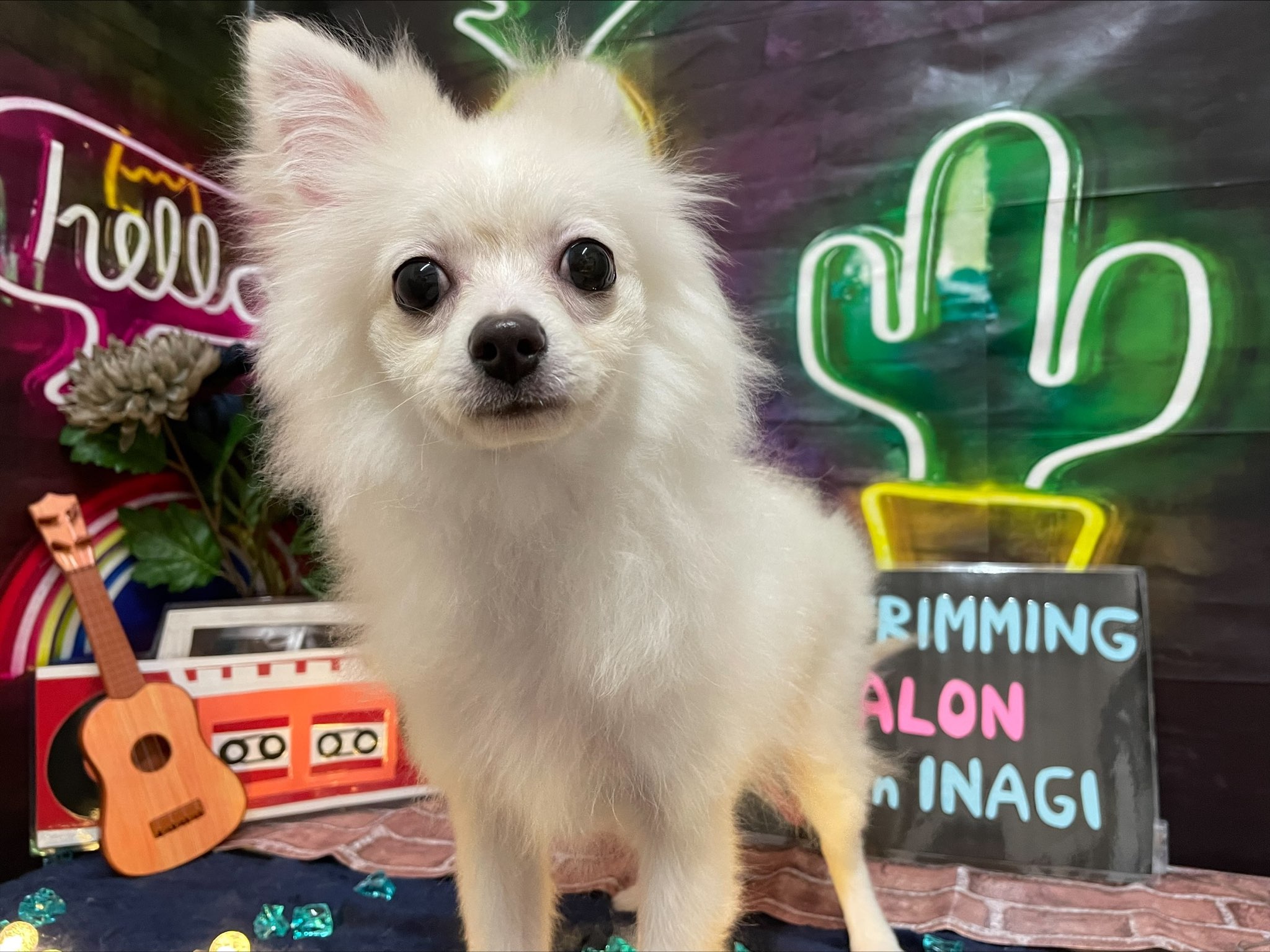 チワワ ポメラニアン 22 9 現在 わんちゃんの紹介 ペット家族 公式サイト