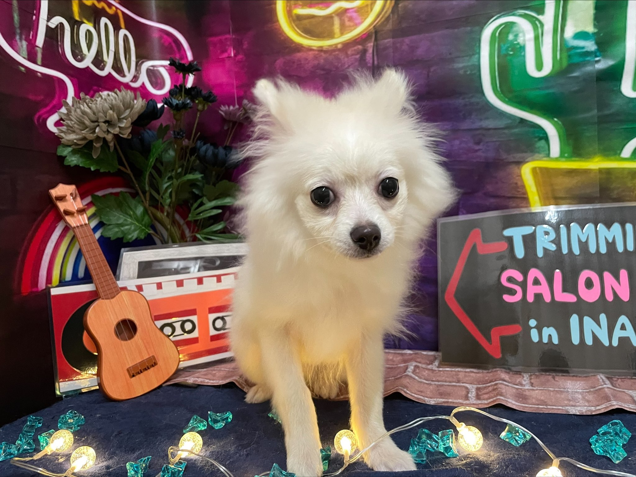 チワワ ポメラニアン 22 9 現在 わんちゃんの紹介 ペット家族 公式サイト