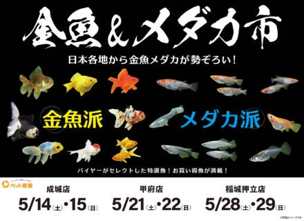 日本各地から金魚メダカが勢ぞろい！！　金魚&メダカ市開催！