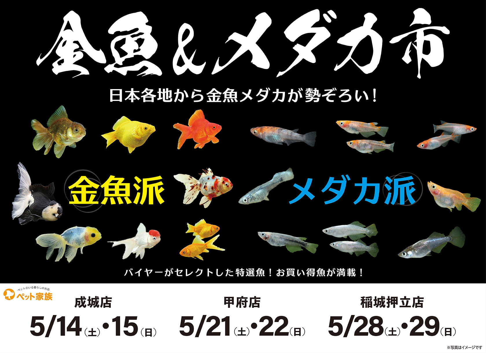 日本各地から金魚メダカが勢ぞろい!! 金魚&メダカ市開催!