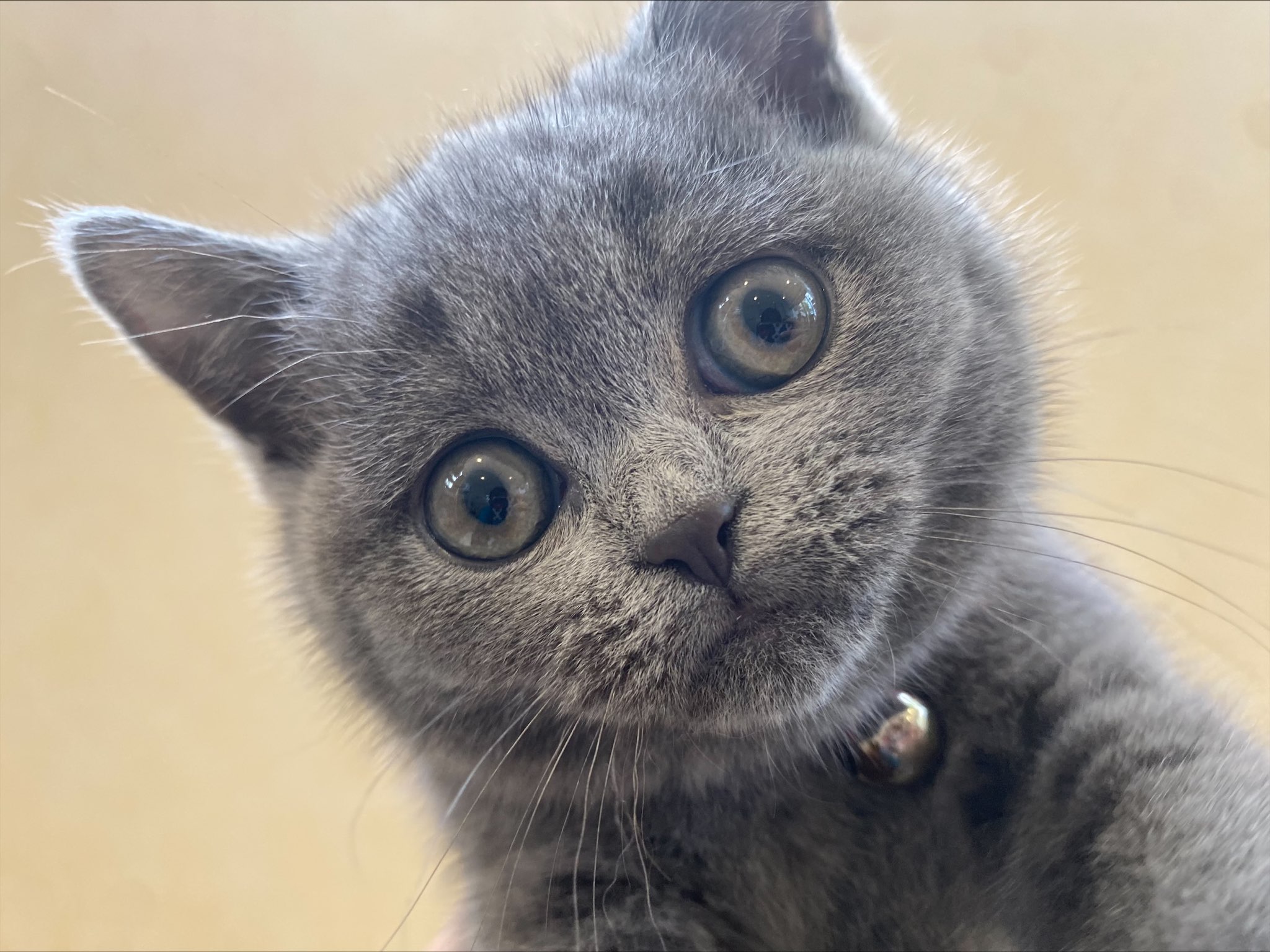 ブリティッシュショートヘア 22 5 28現在 ねこちゃんの紹介 ペット家族 公式サイト