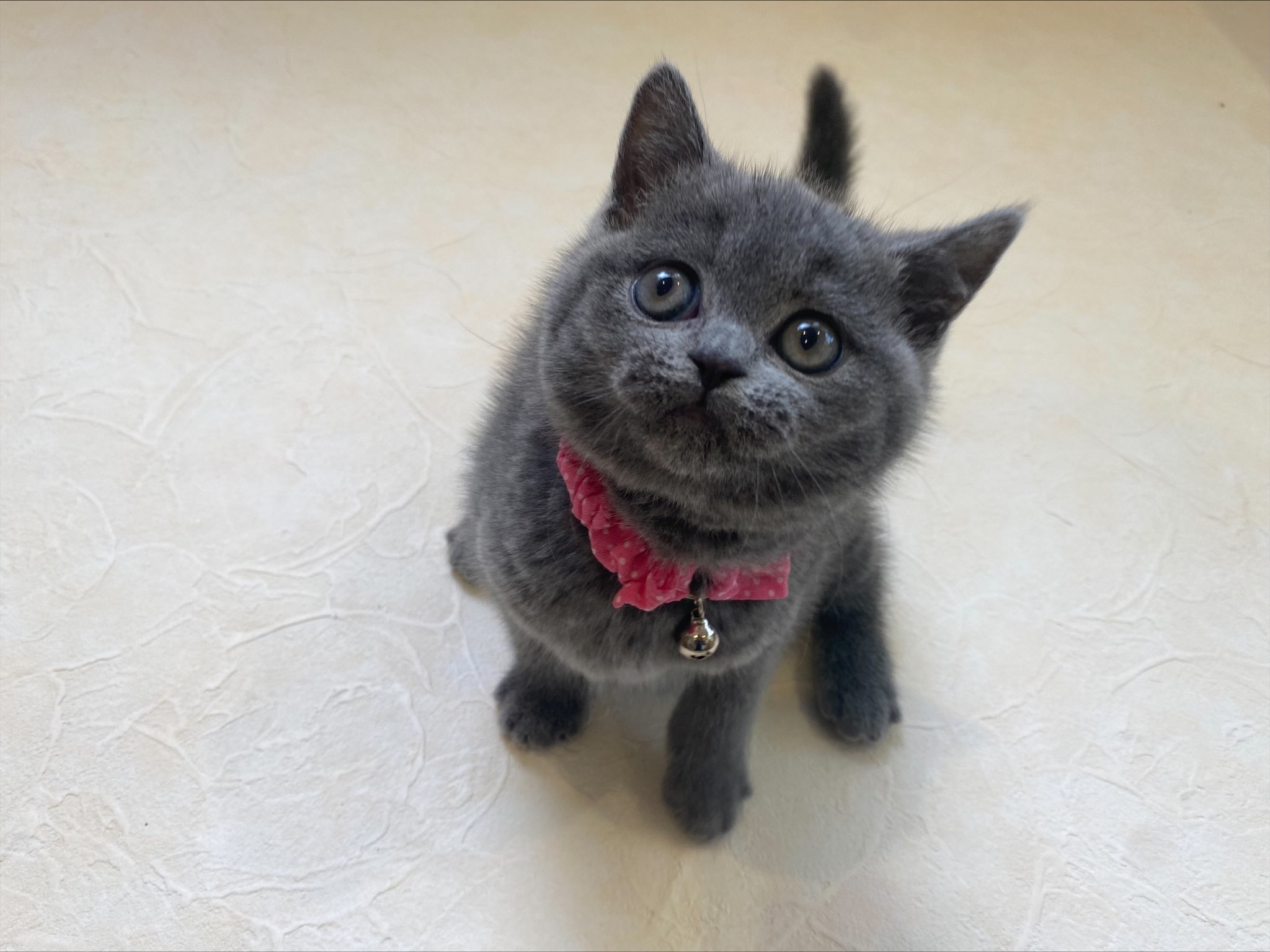 ブリティッシュショートヘア 22 5 28現在 ねこちゃんの紹介 ペット家族 公式サイト