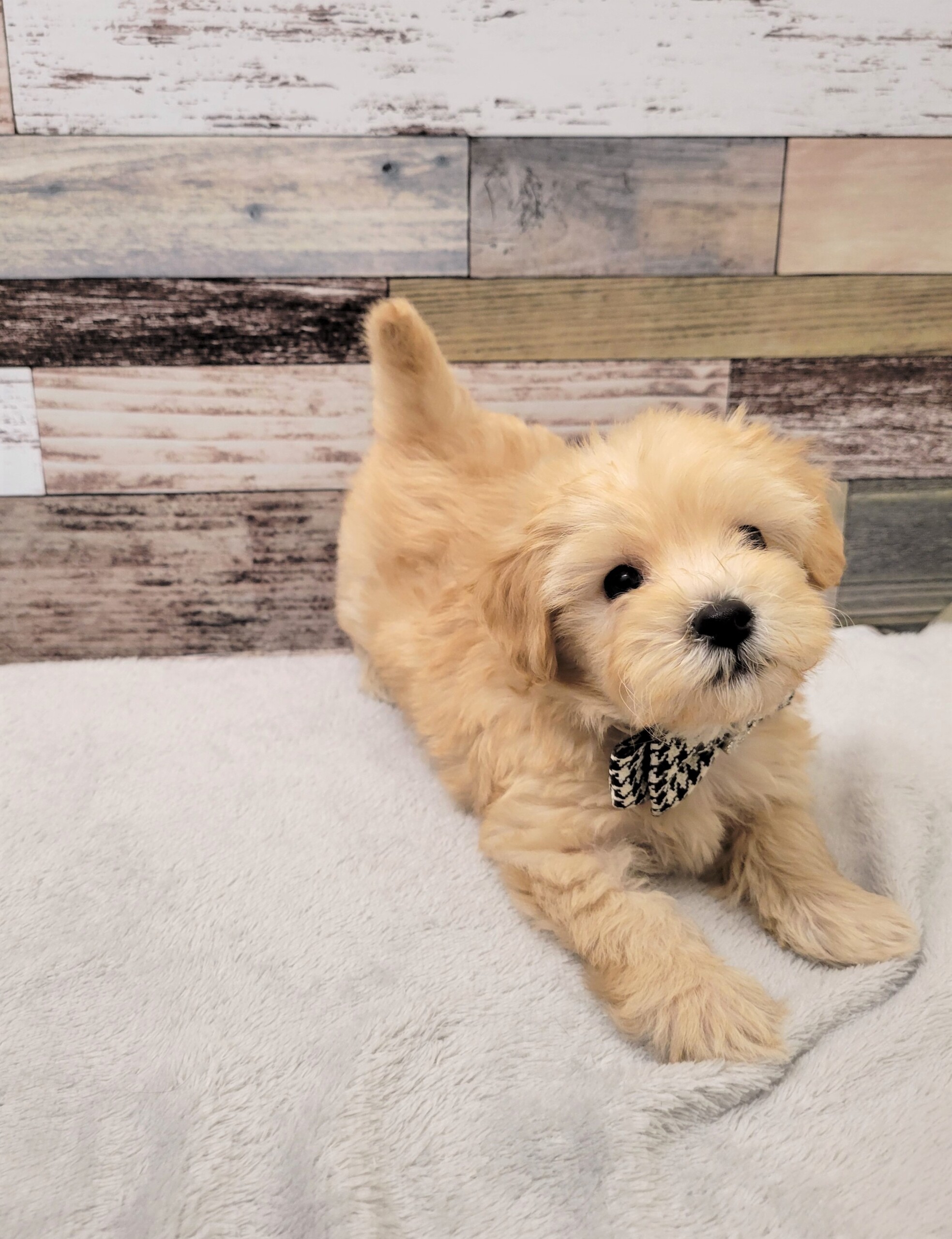 マルチーズ トイプードル 22 10 17現在 わんちゃんの紹介 ペット家族 公式サイト