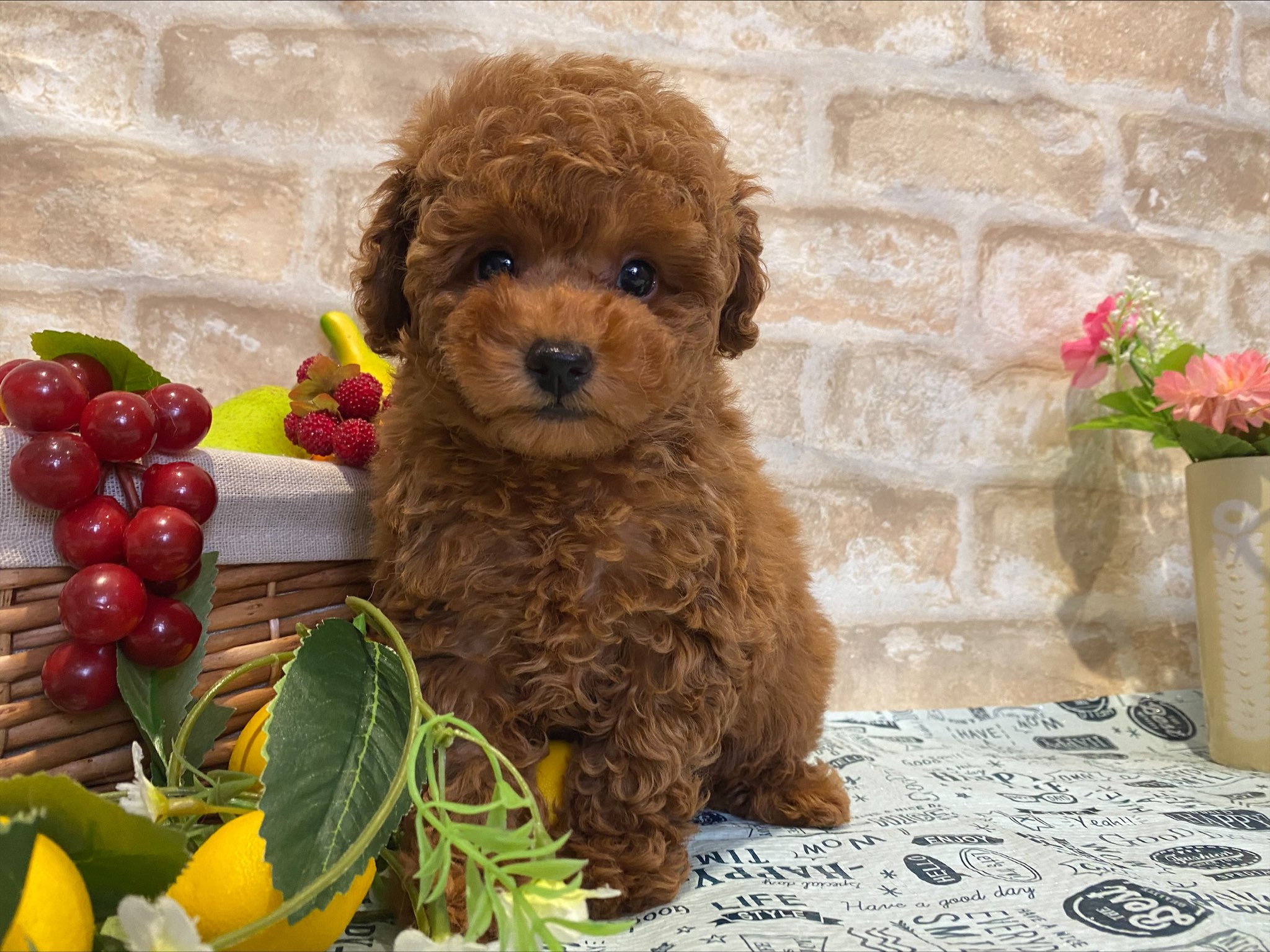 トイプードル 22 6 1現在 わんちゃんの紹介 ペット家族 公式サイト