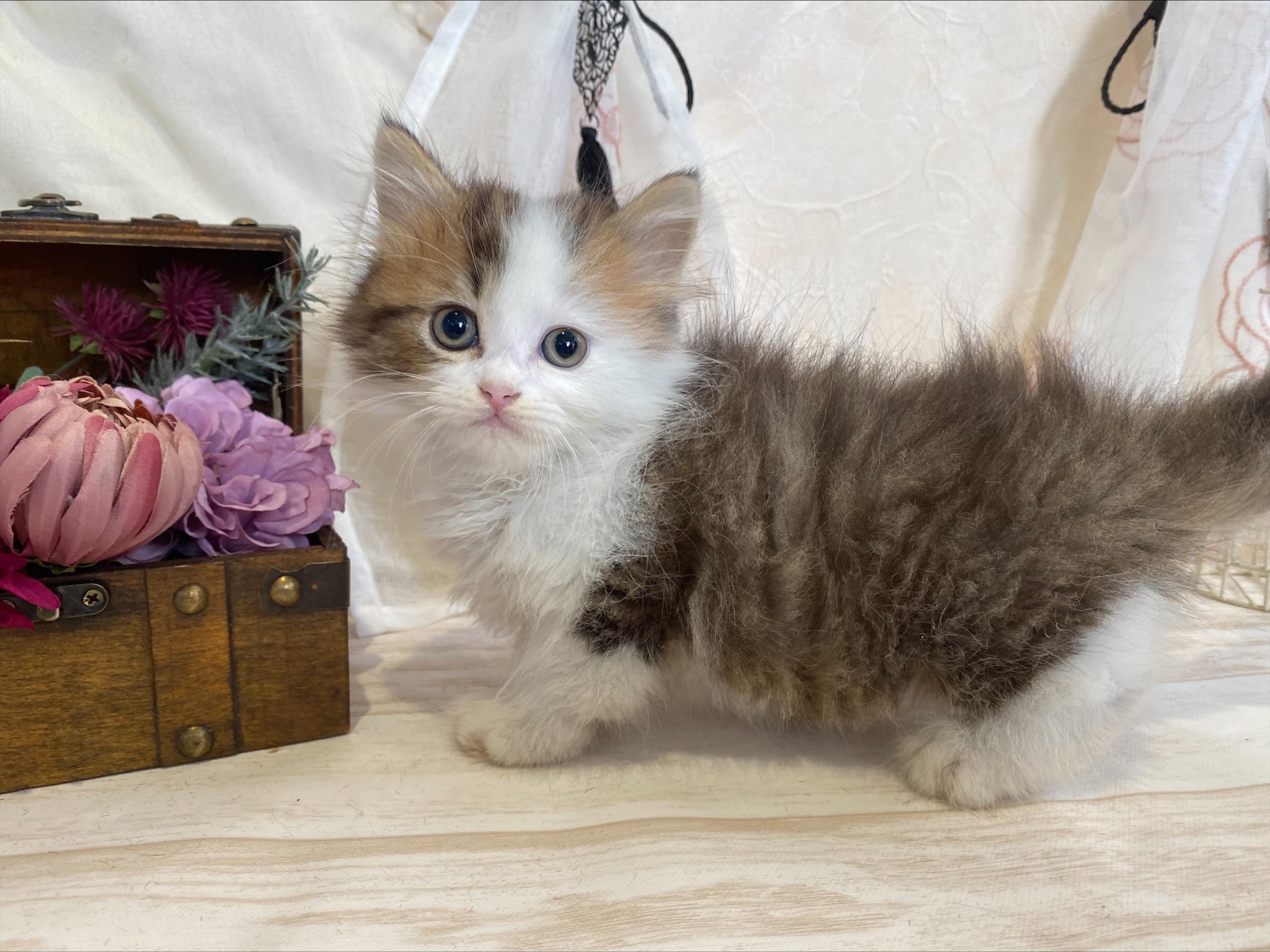 マンチカン 22 10 3現在 ねこちゃんの紹介 ペット家族 公式サイト