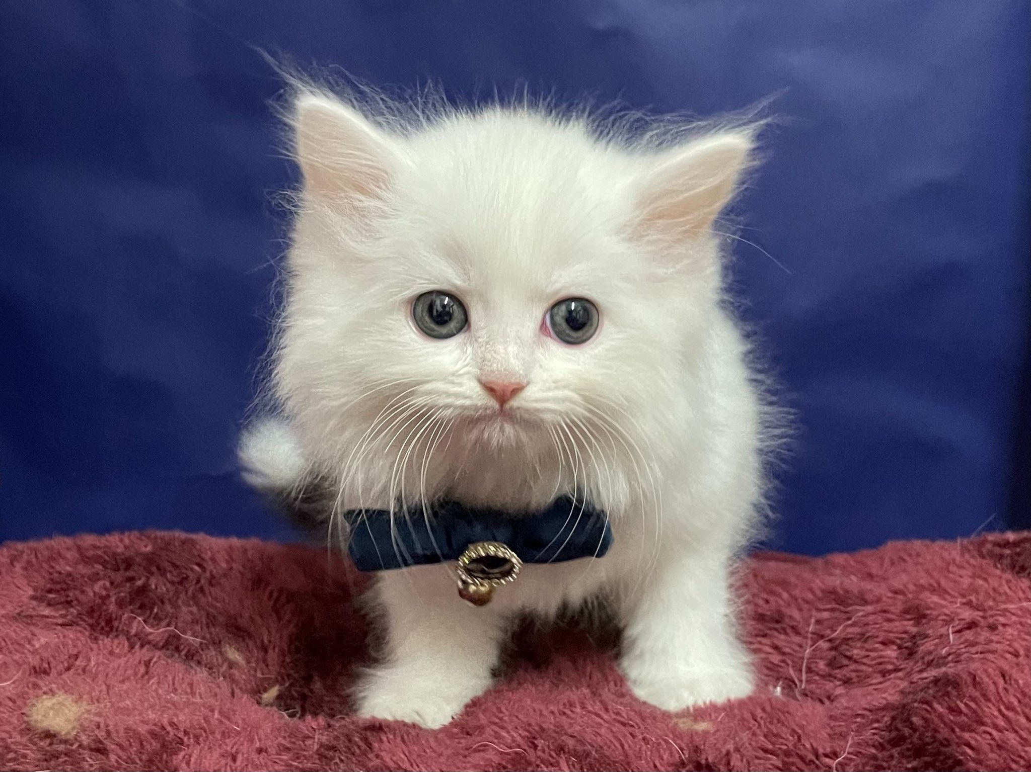 スコティッシュフォールド 22 11 14現在 ねこちゃんの紹介 ペット家族 公式サイト