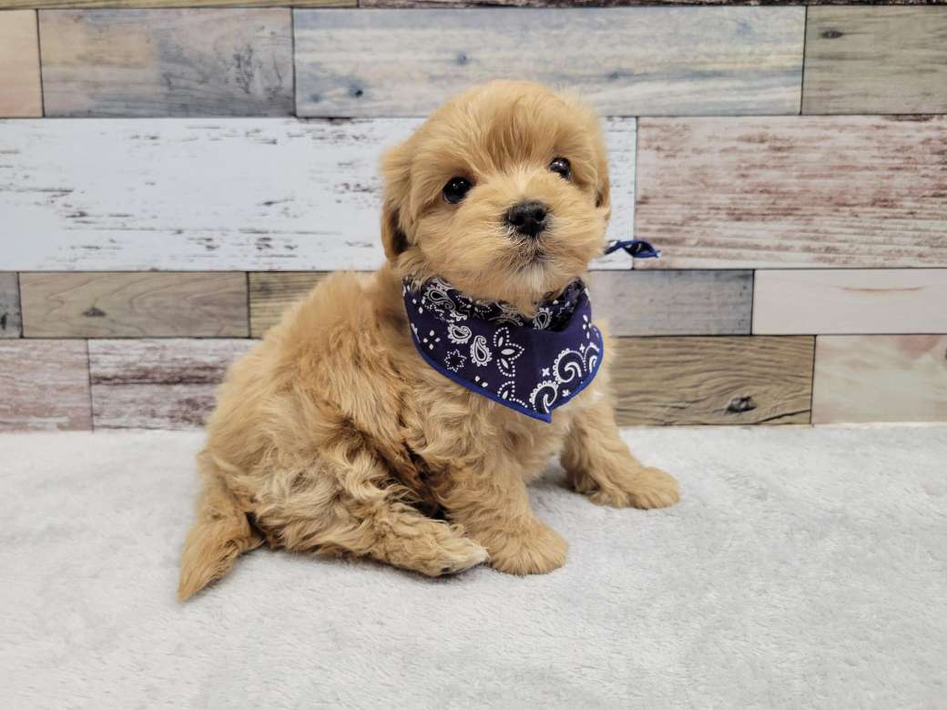 マルチーズ トイプードル 22 12 13現在 わんちゃんの紹介 ペット家族 公式サイト