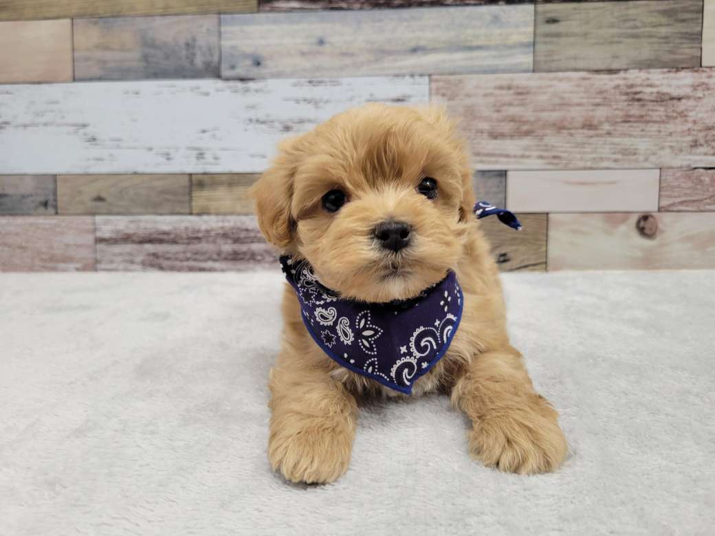 マルチーズ トイプードル 22 12 13現在 わんちゃんの紹介 ペット家族 公式サイト