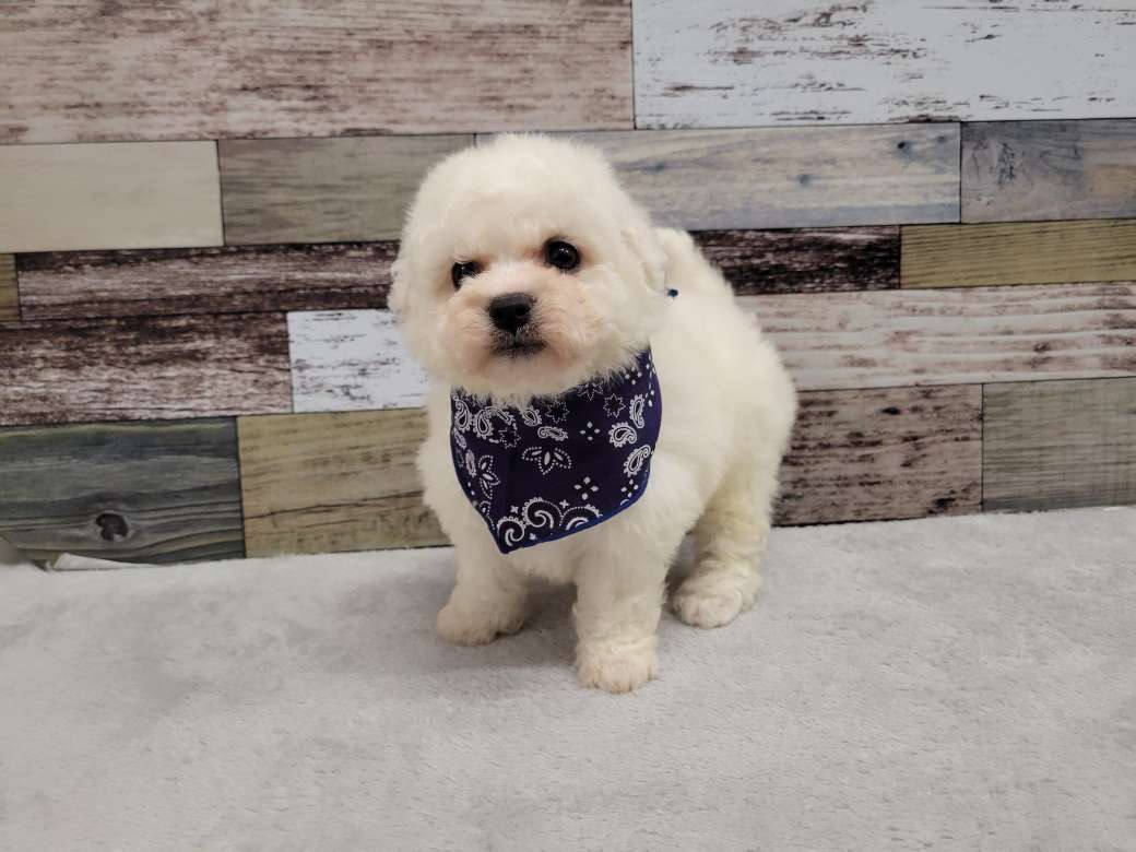 ビションフリーゼ「ri2015」「まろん&クレア」コラボ商品 ビションフリーゼ「ri2015」「まろん&クレア」コラボ商品