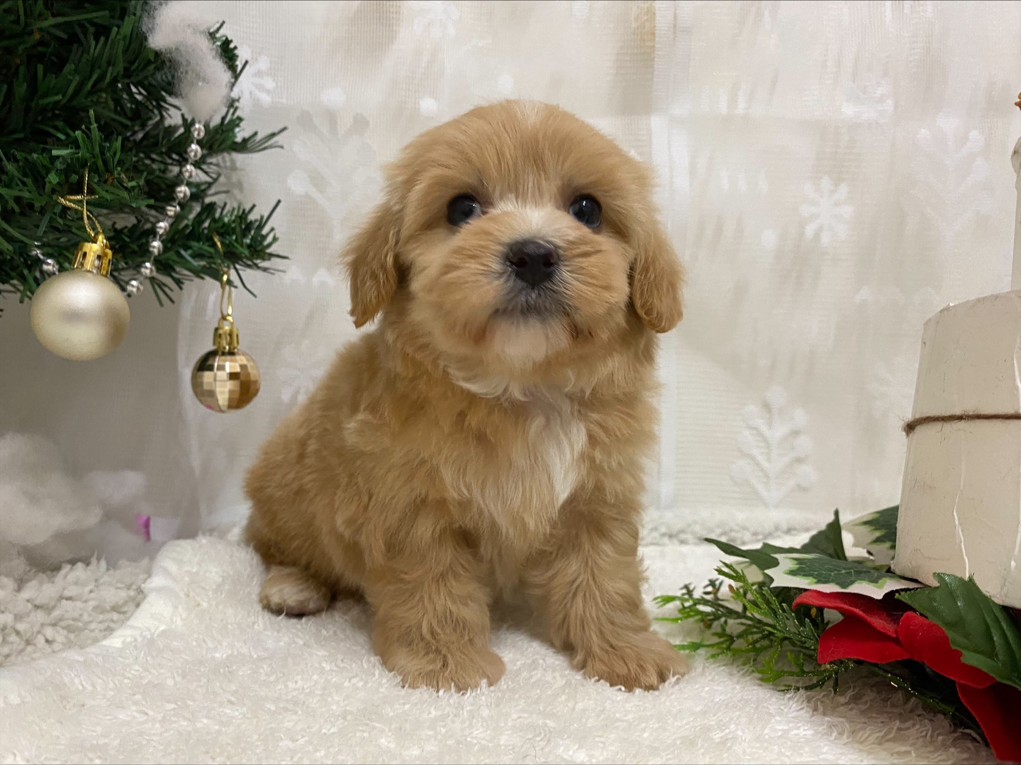 マルチーズ トイプードル わんちゃんの紹介 ペット家族 公式サイト