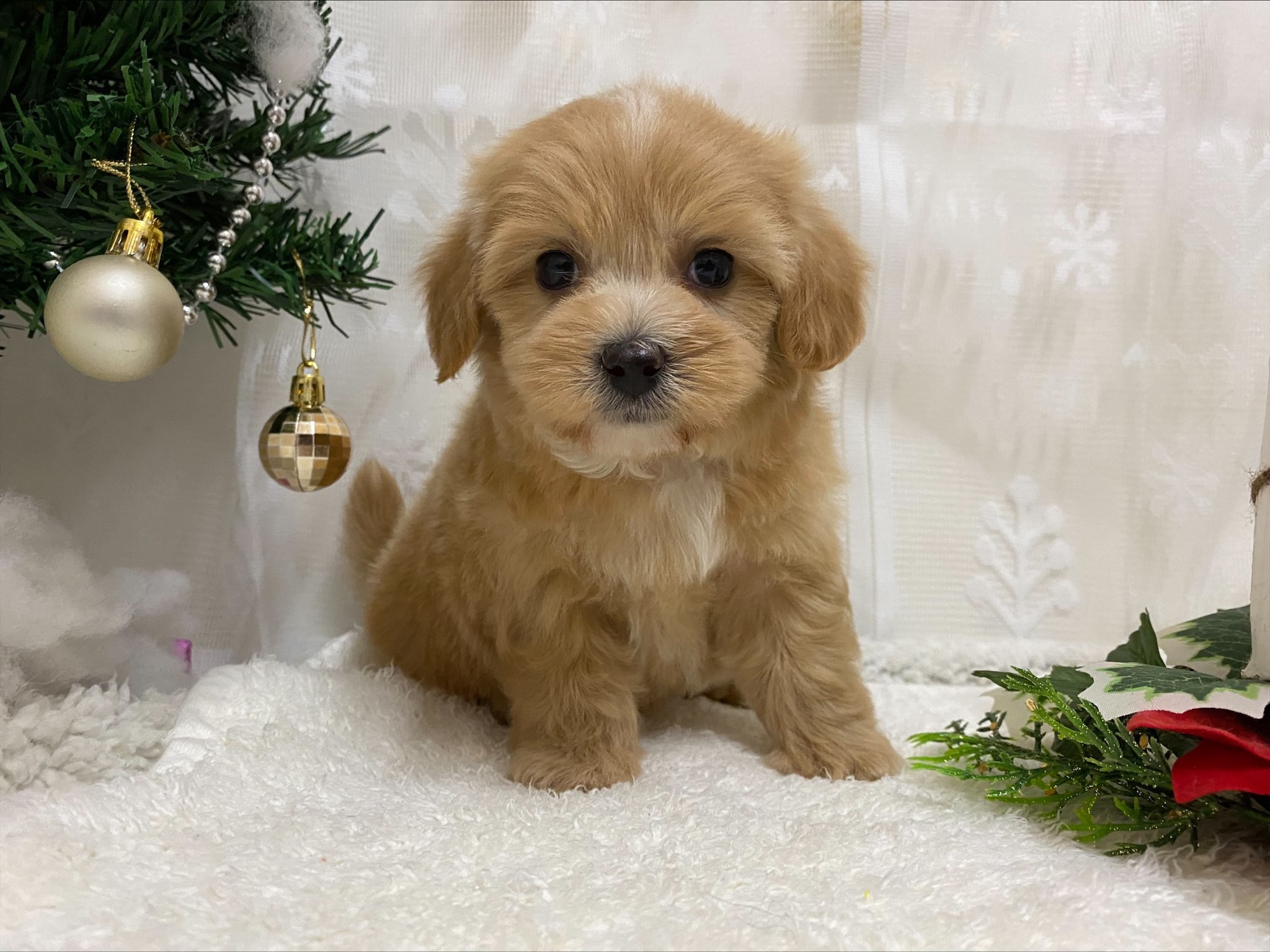 マルチーズ トイプードル わんちゃんの紹介 ペット家族 公式サイト