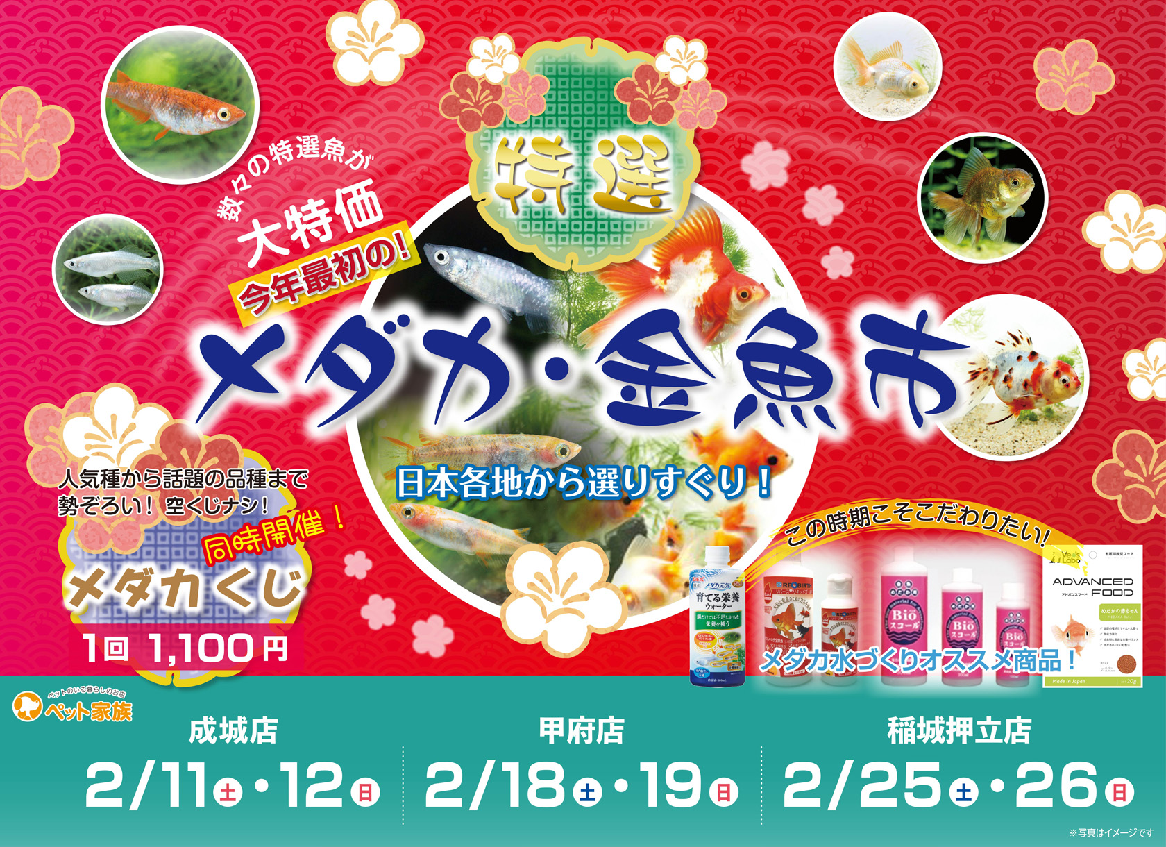 今年初！特選金魚・めだか市開催♪