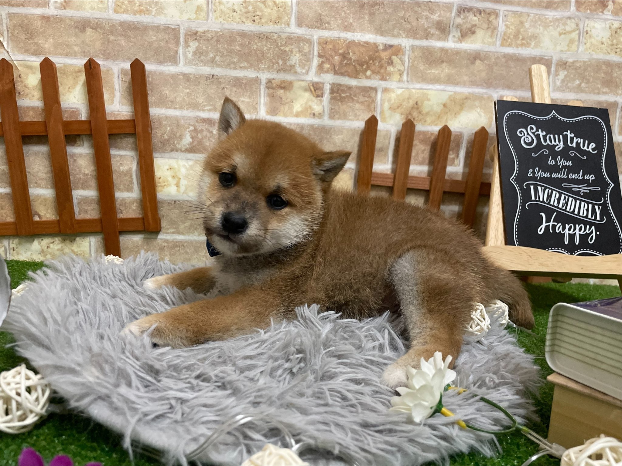 柴犬（2023.3.6現在）
