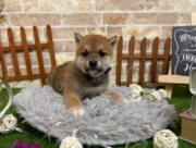 柴犬（2023.3.6現在）
