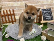 柴犬（2023.3.6現在）