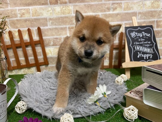 柴犬（2023.3.6現在）
