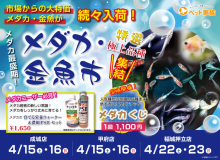 極上品種集結！メダカ・金魚市開催！