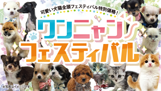 ペット家族”ワンニャンフェスティバル”開催！