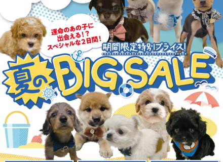 ペット家族”夏のBIG SALE”開催決定！