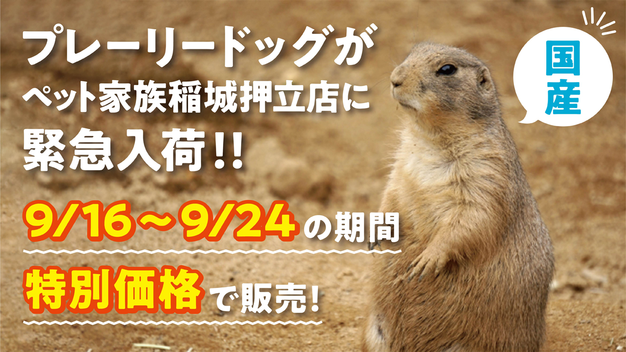 国産プレーリードッグが稲城押立店に緊急入荷！