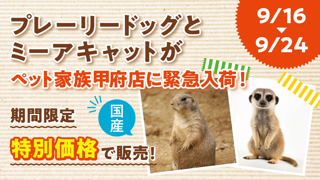 国産プレーリードッグと国産ミーアキャットが甲府店に緊急入荷！