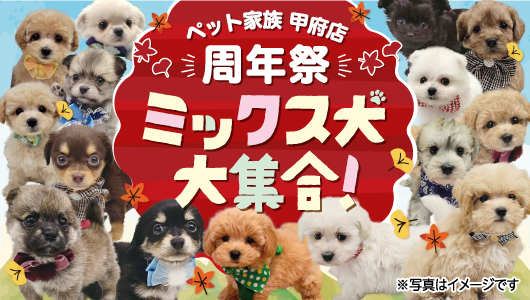 ペット家族甲府店周年祭のご案内