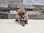 ポメラニアン×柴犬（2023.11.15現在）
