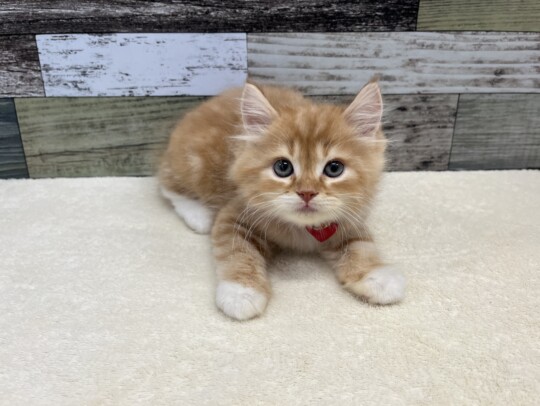 ねこちゃんの紹介 | ペット家族 公式サイト